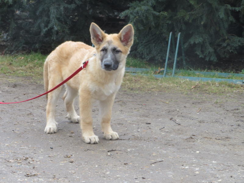 Loui sucht ein neues Zuhause!