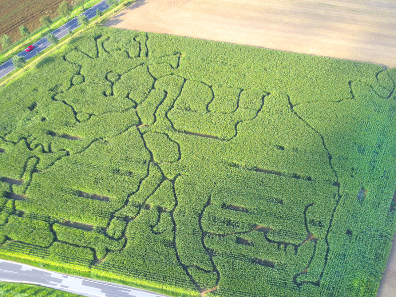 Auf Irrwegen durchs Maisfeld