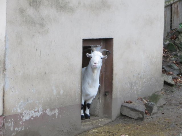 Alternativer Text Infobild