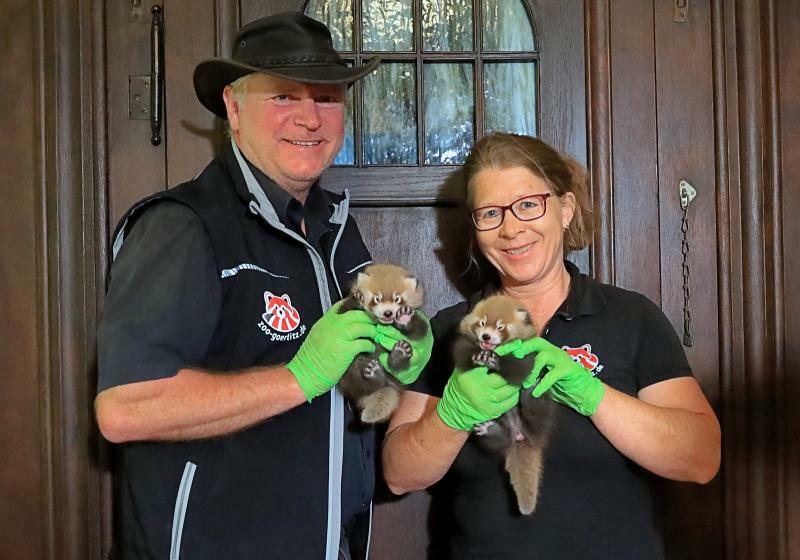 Nachwuchs beim Wappentier des Görlitzer Tierparks