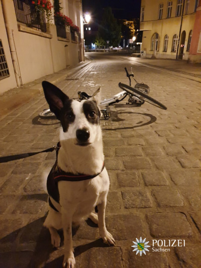 Hündin Lilly stoppt Fahrraddieb