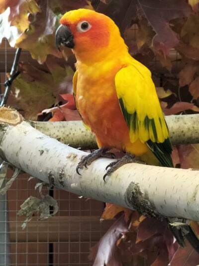 Vogelausstellung mit Tradition in Göda