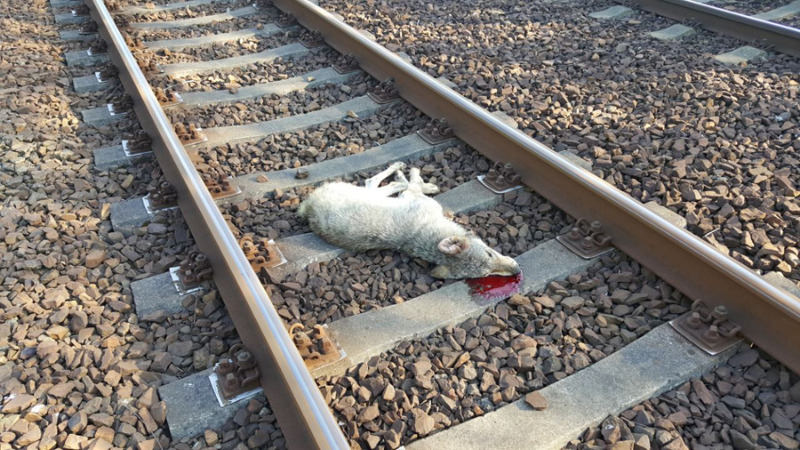 Triebwagen überrollt in Bautzen jungen Wolf