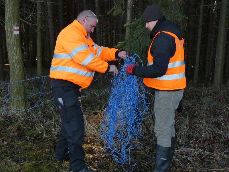 Sahnehäubchen gegen die Schweinepest