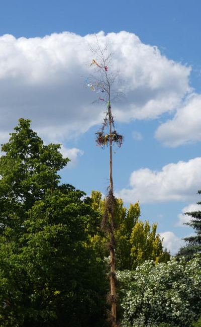 Viele Bäumchen für einen Baum