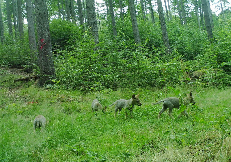 „Kaum ein anderes Tier
polarisiert so sehr wie der Wolf“