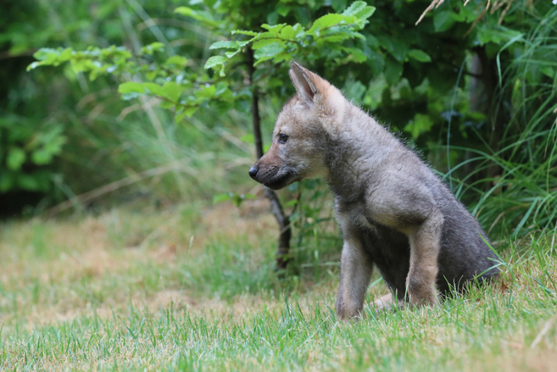 Dauerhafte Bleibe für Wolfsbaby