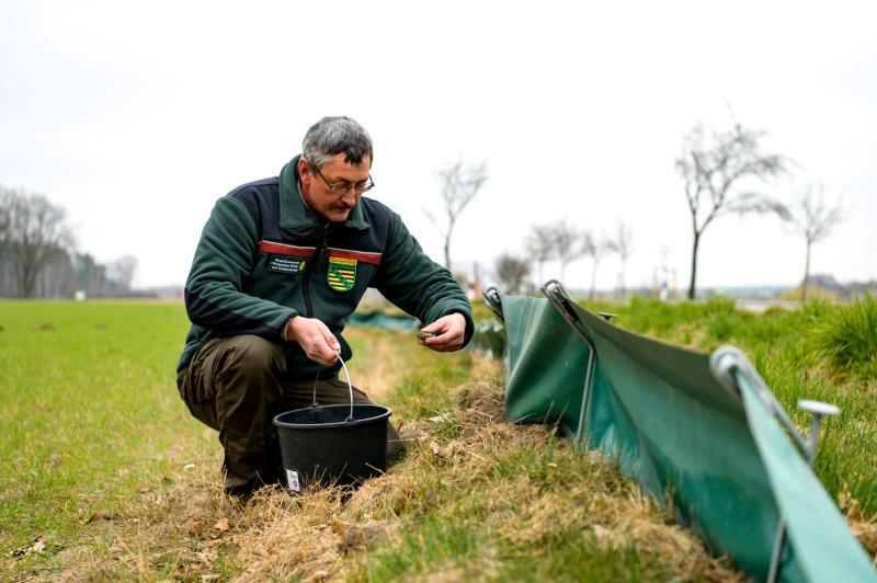 Schutzzäune für Amphibien im Heide- und Teichgebiet