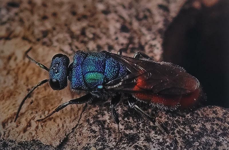 Heimliche Bewohner des Tierparkes Görlitz im Foto