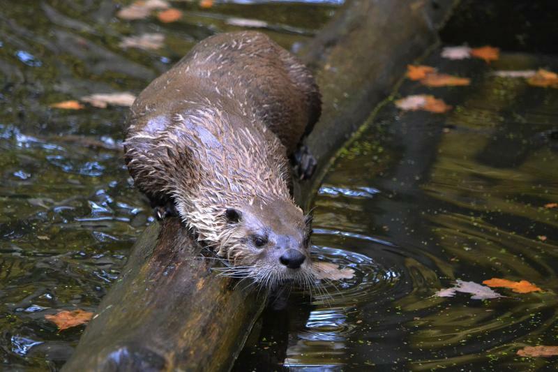 Vermehrt Schäden durch Fischotter im Heide- und Teichgebiet