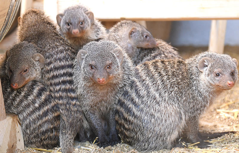 Tierparkzensus ergibt: Es sind 599 Tiere in 87 Arten