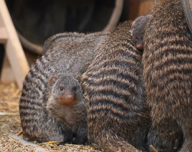 Inventur im Görlitzer Zoo: 723 Tiere in 88 Arten