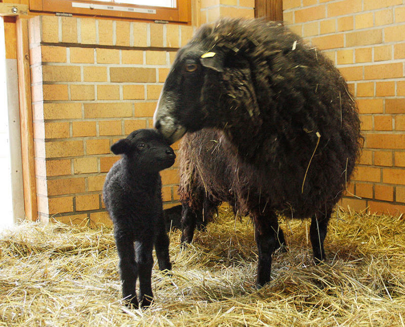 Tierpark Görlitz: Jungtierglück bei Schafen