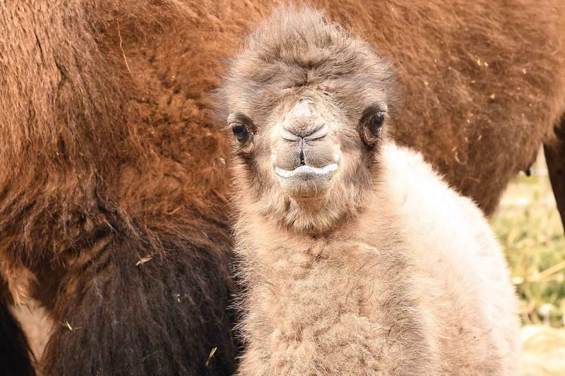 Görlitz: Jetzt zwei Höcker mehr im Tierpark