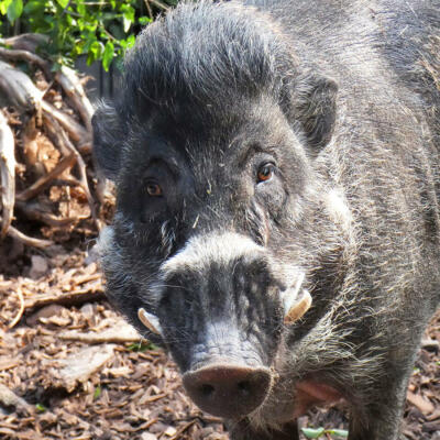 Bedrohtes Pustelschwein im Fokus des Görlitzer Zoos