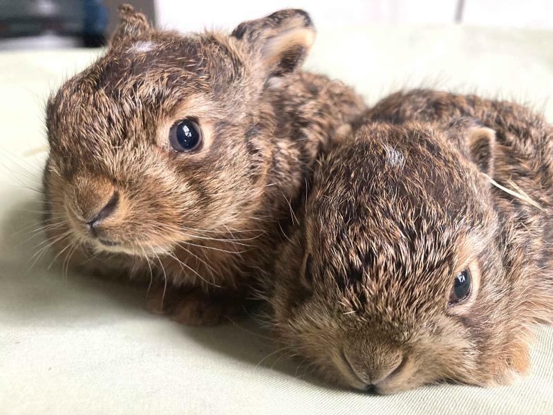 Tierpark bittet: "Finger weg von jungen Wilden"