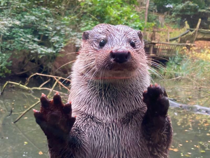 Görlitzer Tierpark hilft Ottern an der Havel