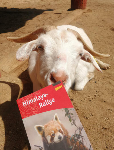 Sika-Hirsche und Tibet-Rätselspaß im Görlitzer Tierpark