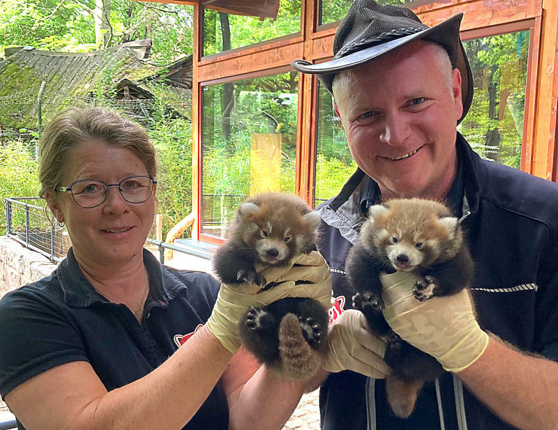 Rote Pandas im Doppelpack in Symbiose mit einer Kröte