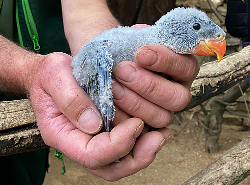 Federprobe verrät im Tierpark Görlitz das Geschlecht