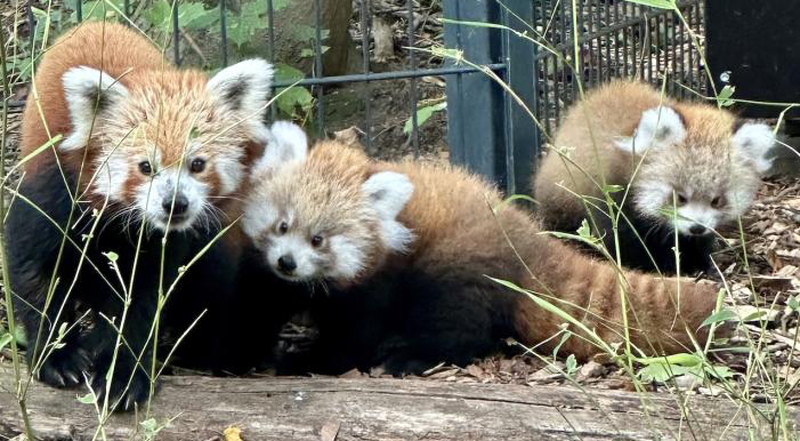 Maskottchen mit Freude und Trauer