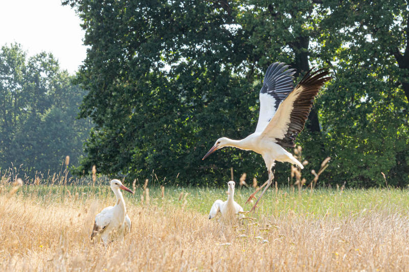 Storchen-Drama im Naturschutz-Tierpark