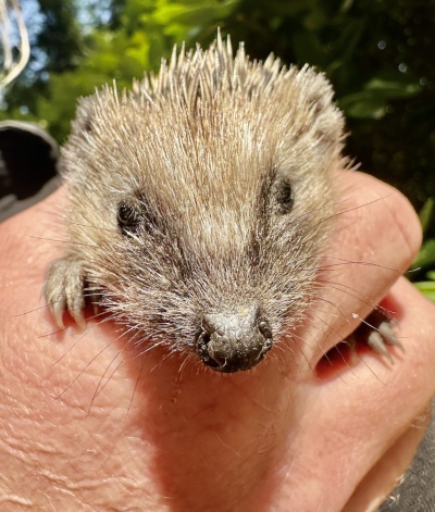 Ein kleiner Igel – muss Hilfe sein?
