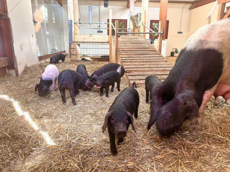 Mensch und Schwein fühlen sich sauwohl