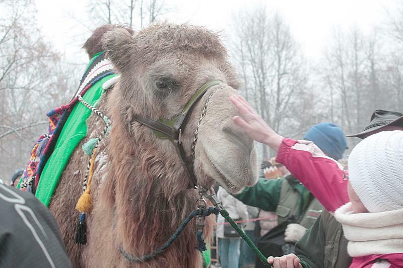 Görlitzer Tierparkfest 2022 und Safari ohne Ivan