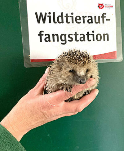 Wann brauchen Igel Hilfe? Der Zoo Görlitz klärt auf