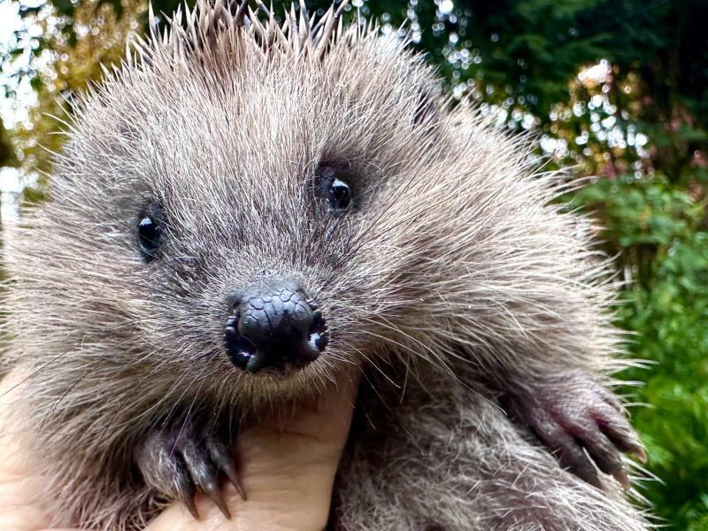 Kleiner Igel und nun? Ratschläge für den Herbst