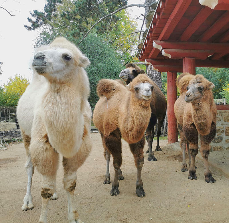 Boygroup trampelt durch den Tierpark Görlitz