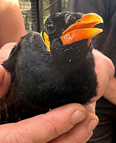 Zum Ende der Beos im Tierpark Görlitz