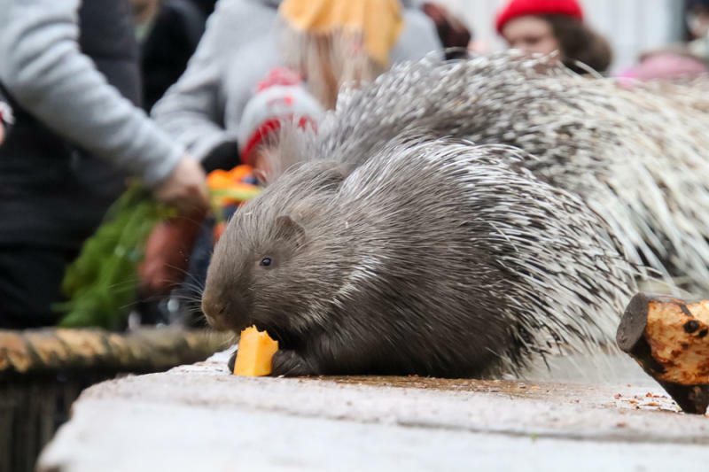 Wenn es im Tierpark besonders lecker wird