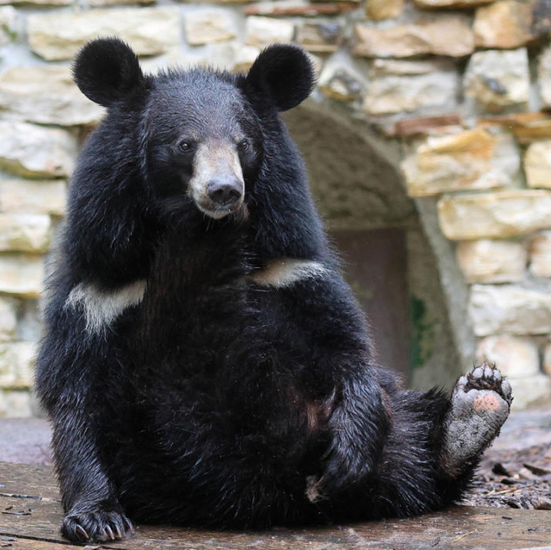 Tibetdorf erwartet Mischa und Franz