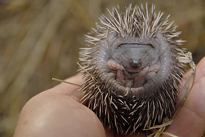 Wann brauchen Igel wirklich Hilfe?