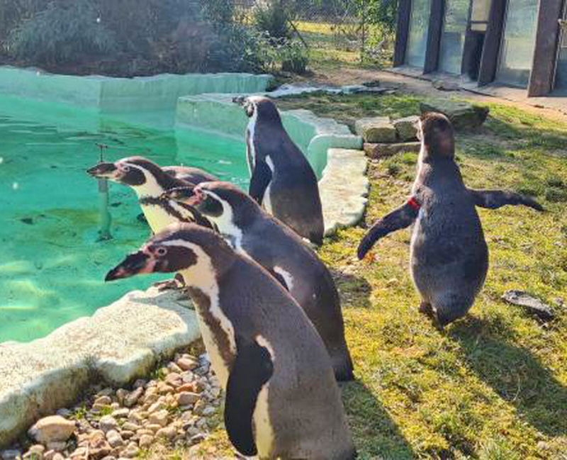 Frühlingserwachen im Zittauer Tierpark