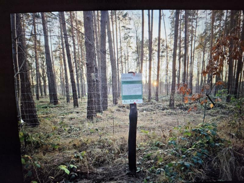 Abschluss für 800 Bäume-Projekt in Kamenz