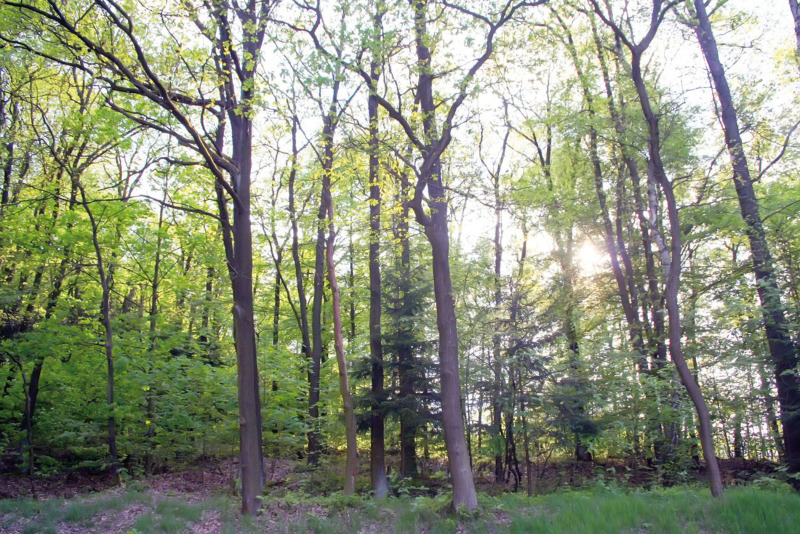 Die Stadt Zittau sperrt ihren Wald