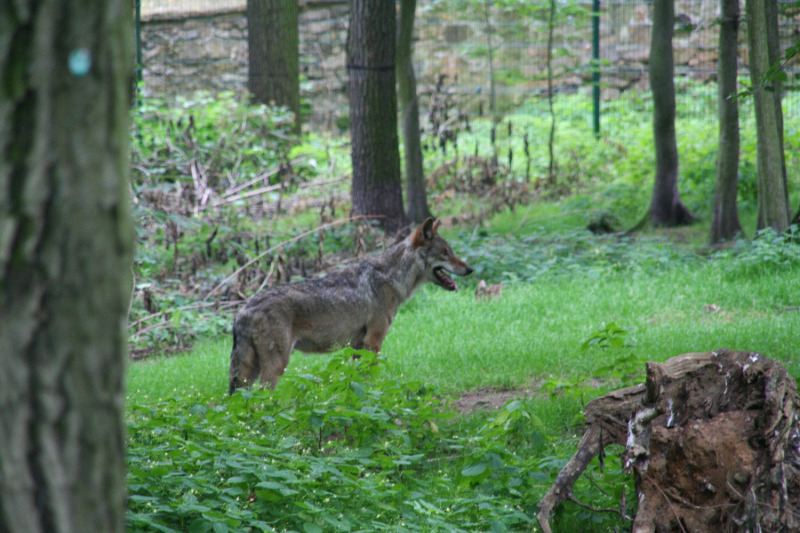 Hunde attackiert - Wolf niedergestreckt