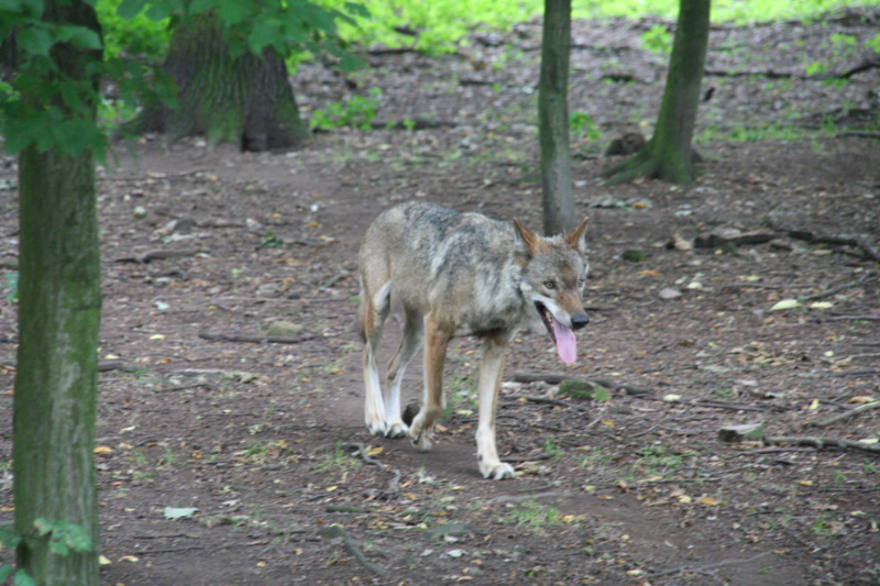 Artgenosse tötete Jänkendorfer Wolf