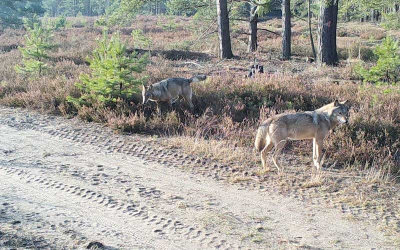 Neue Wolfsfamilie am Truppenübungsplatz