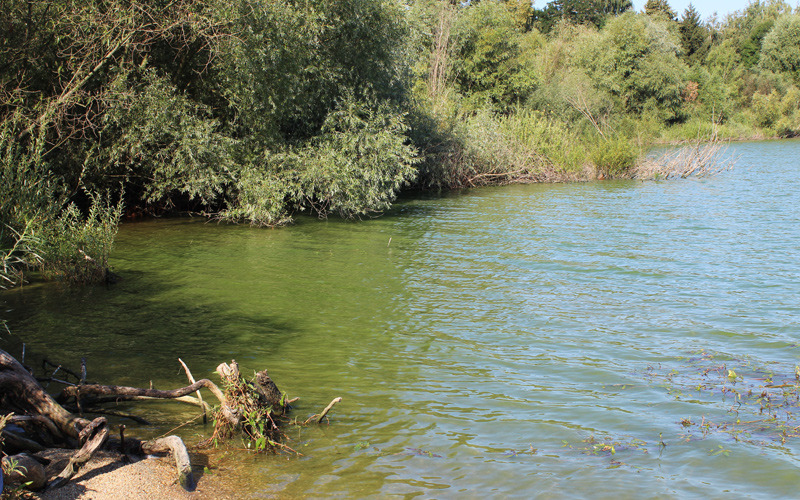 Blaualgenplage im Stausee