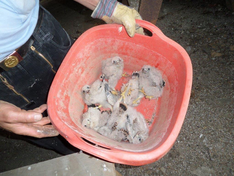 Rekord: Falkenpaar zieht sieben Junge auf
