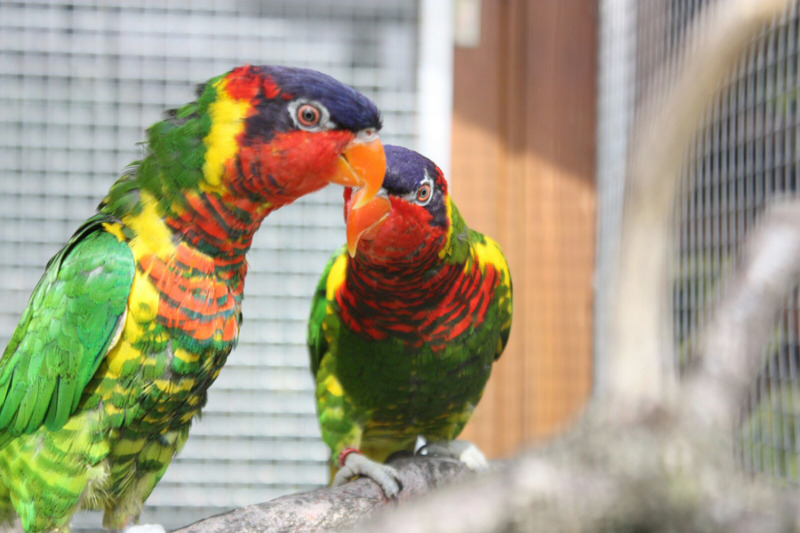 Vogelausstellung mit vielen Exoten