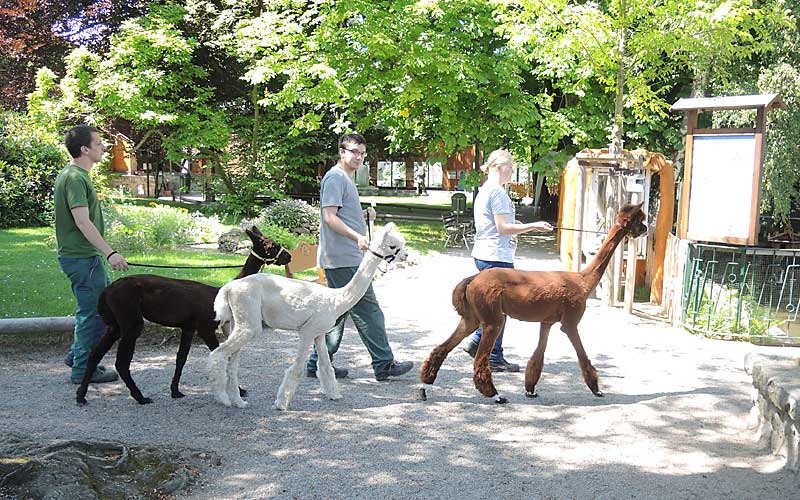 Sommerfest und Alpaka-Taufe