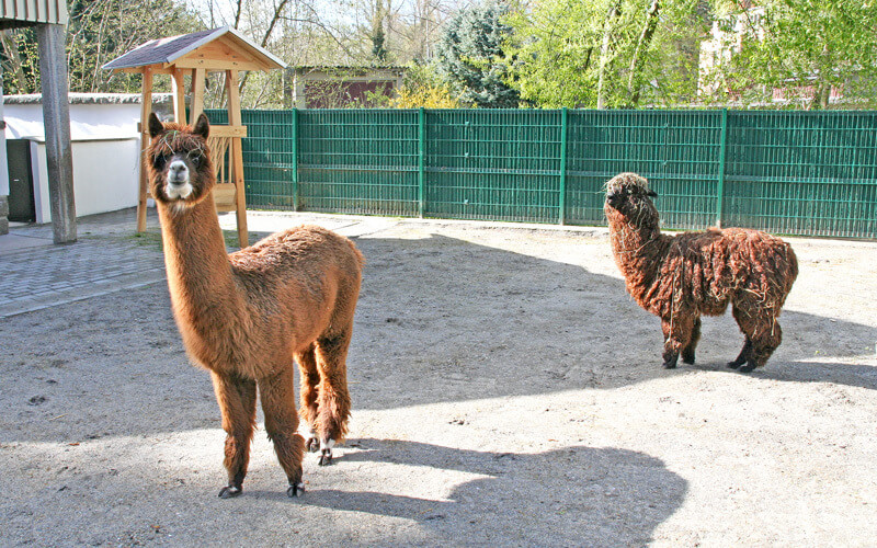 Tierpark sucht nach Namen für Alpakas