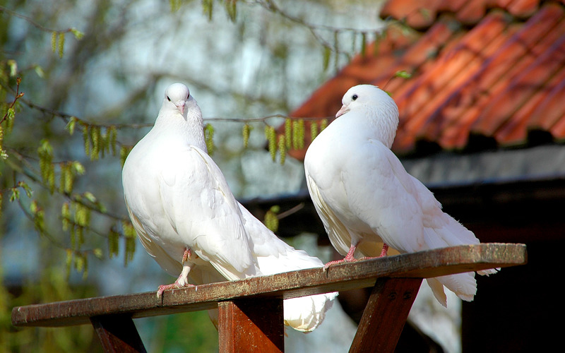 Musikalisches zu Pfingsten im Tierpark