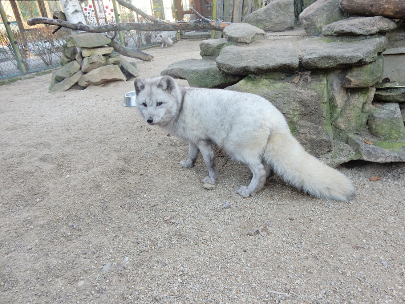 Fuchs Rocco und die Hühnerfüße