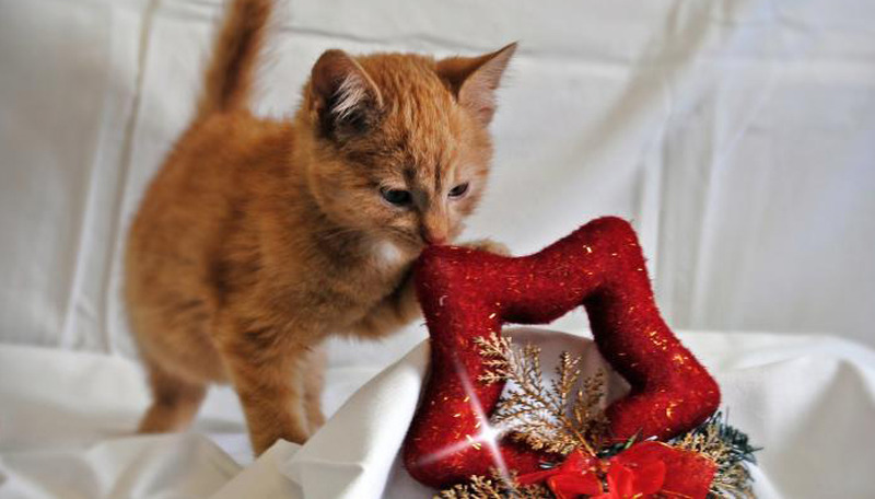 Weihnachtsmarkt im Tierheim